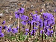 54 Soldanella alpina (Soldanella alpina)